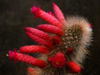 Thumbnail of 2082_Cleistocactus tupiziensis_2060509_04(1).JPG